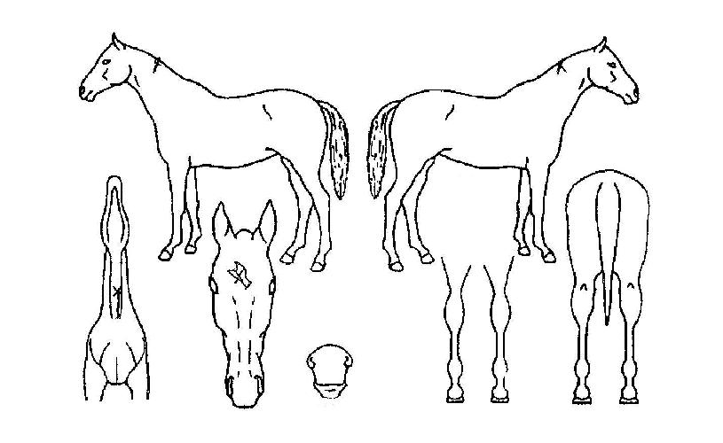 ÇѹݵµÁ¤º¹ÀÇ Ãø¸é,¿ì¸é,µÞ¸é,µÎ»ó,´Ù¸®ÀÇ Æ¯Â¡µµÇØ