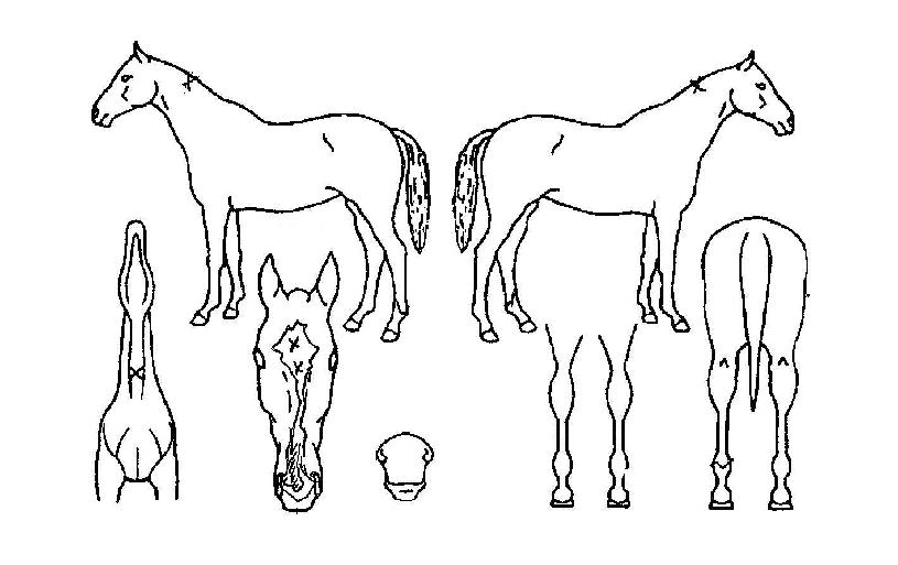 Æ÷¶ûÈ÷¾î·ÎÀÇ Ãø¸é,¿ì¸é,µÞ¸é,µÎ»ó,´Ù¸®ÀÇ Æ¯Â¡µµÇØ