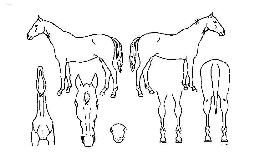 ºÀ´ö»êÀÇ Ãø¸é,¿ì¸é,µÞ¸é,µÎ»ó,´Ù¸®ÀÇ Æ¯Â¡µµÇØ