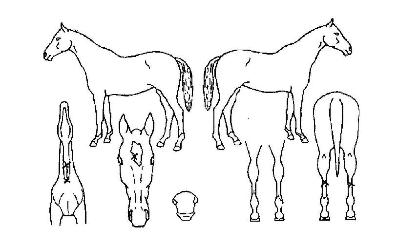 ³²ÇØ´ë¿ÕÀÇ Ãø¸é,¿ì¸é,µÞ¸é,µÎ»ó,´Ù¸®ÀÇ Æ¯Â¡µµÇØ