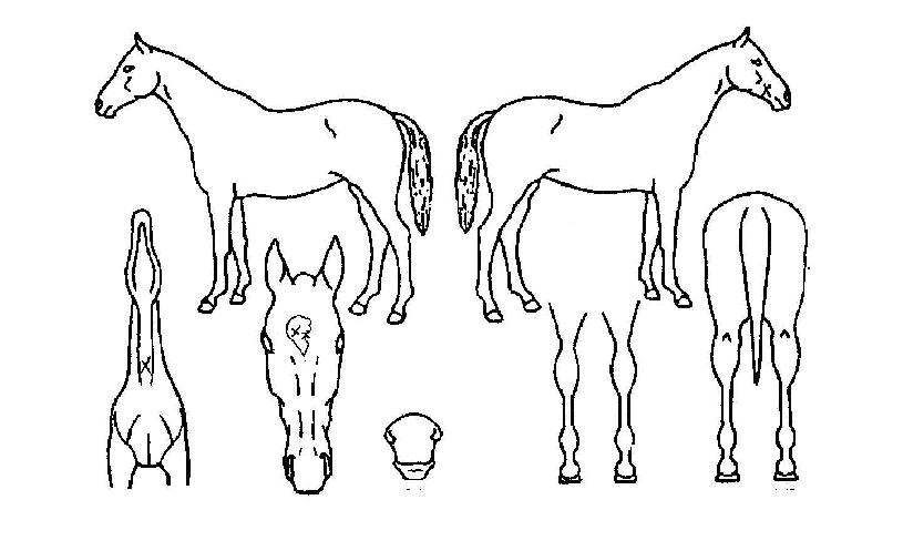 ÆøÇ³·¯½ÃÀÇ Ãø¸é,¿ì¸é,µÞ¸é,µÎ»ó,´Ù¸®ÀÇ Æ¯Â¡µµÇØ