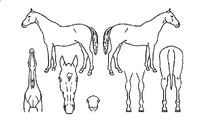 Ƽº¸À×ÀÇ Ãø¸é,¿ì¸é,µÞ¸é,µÎ»ó,´Ù¸®ÀÇ Æ¯Â¡µµÇØ