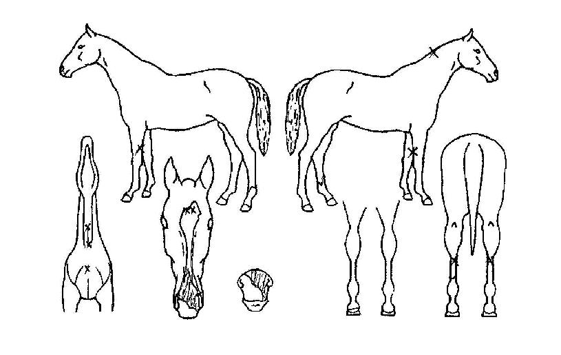 ºÎ°æ°ÀÚÀÇ Ãø¸é,¿ì¸é,µÞ¸é,µÎ»ó,´Ù¸®ÀÇ Æ¯Â¡µµÇØ