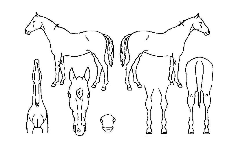 ÃÖ°ºÒÆÐÀÇ Ãø¸é,¿ì¸é,µÞ¸é,µÎ»ó,´Ù¸®ÀÇ Æ¯Â¡µµÇØ