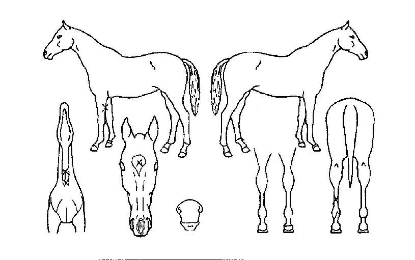 õÁöÁöÁ¸ÀÇ Ãø¸é,¿ì¸é,µÞ¸é,µÎ»ó,´Ù¸®ÀÇ Æ¯Â¡µµÇØ