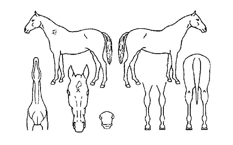 ½Â¸®µ¥ÀÌÀÇ Ãø¸é,¿ì¸é,µÞ¸é,µÎ»ó,´Ù¸®ÀÇ Æ¯Â¡µµÇØ