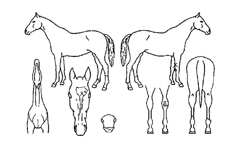 ÃÊÆ¯±ÞÀÇ Ãø¸é,¿ì¸é,µÞ¸é,µÎ»ó,´Ù¸®ÀÇ Æ¯Â¡µµÇØ