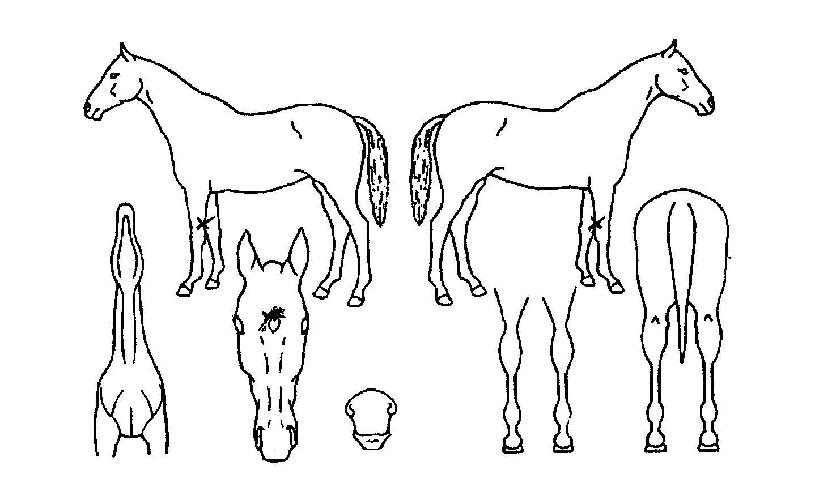 ½º¸¶Æ®·¯½ÃÀÇ Ãø¸é,¿ì¸é,µÞ¸é,µÎ»ó,´Ù¸®ÀÇ Æ¯Â¡µµÇØ