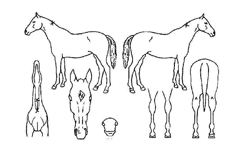 ½Åõ°ÀÚÀÇ Ãø¸é,¿ì¸é,µÞ¸é,µÎ»ó,´Ù¸®ÀÇ Æ¯Â¡µµÇØ