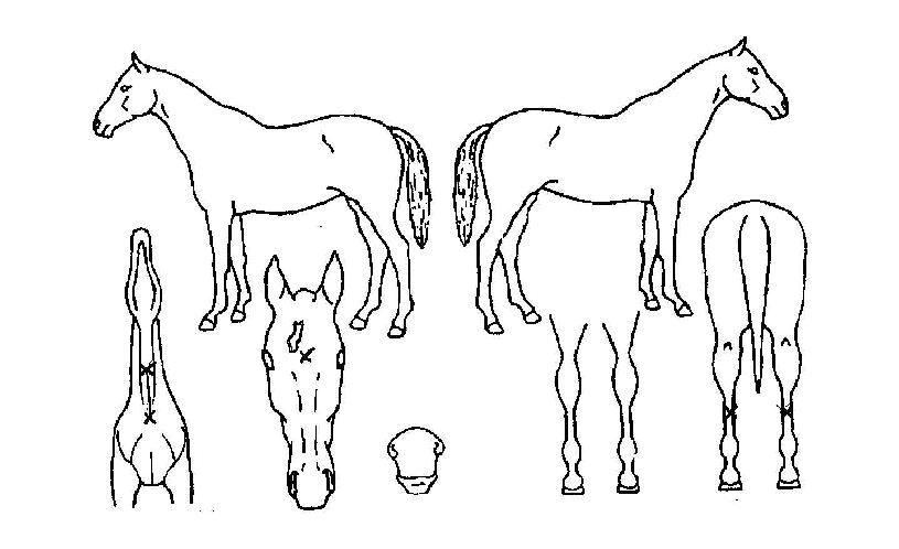 ¿ì½Â±¤¸ÆÀÇ Ãø¸é,¿ì¸é,µÞ¸é,µÎ»ó,´Ù¸®ÀÇ Æ¯Â¡µµÇØ