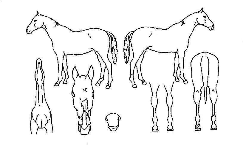 ¿¢ÅæÄýÀÇ Ãø¸é,¿ì¸é,µÞ¸é,µÎ»ó,´Ù¸®ÀÇ Æ¯Â¡µµÇØ