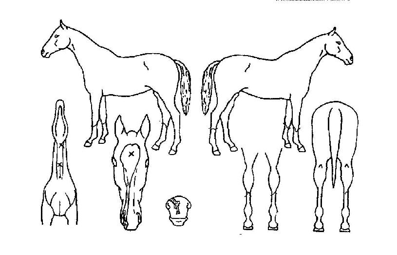 Ç®¸®ÇÁ·ÎÀÇ Ãø¸é,¿ì¸é,µÞ¸é,µÎ»ó,´Ù¸®ÀÇ Æ¯Â¡µµÇØ