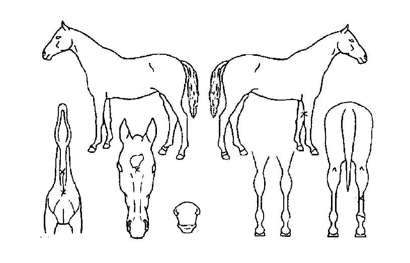 Æú¶óÀÌÆ®ÀÇ Ãø¸é,¿ì¸é,µÞ¸é,µÎ»ó,´Ù¸®ÀÇ Æ¯Â¡µµÇØ