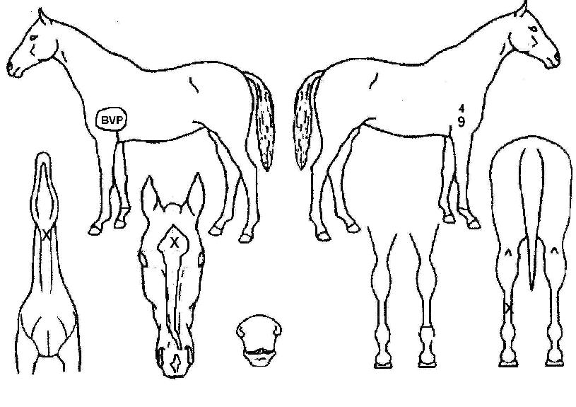 Àª¸®¾ö¹ö³ªµðÀÇ Ãø¸é,¿ì¸é,µÞ¸é,µÎ»ó,´Ù¸®ÀÇ Æ¯Â¡µµÇØ