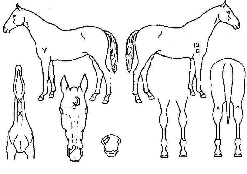 ¸ÖƼºêÀÌÀÇ Ãø¸é,¿ì¸é,µÞ¸é,µÎ»ó,´Ù¸®ÀÇ Æ¯Â¡µµÇØ