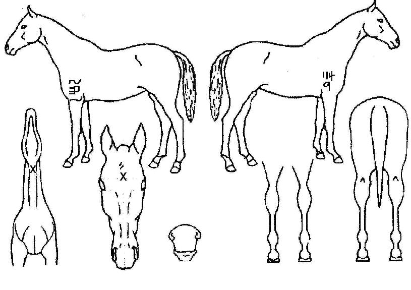 ½ºÆä¼È½ºÄ«ÀÌÀÇ Ãø¸é,¿ì¸é,µÞ¸é,µÎ»ó,´Ù¸®ÀÇ Æ¯Â¡µµÇØ