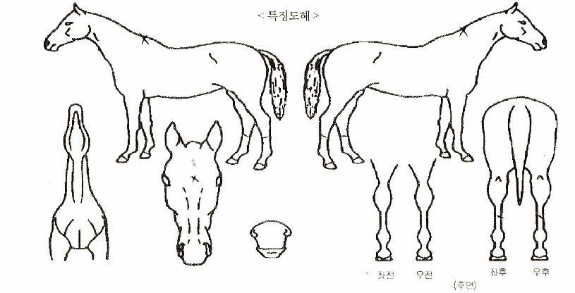 À§³Ê½ºÆÄƼÀÇ Ãø¸é,¿ì¸é,µÞ¸é,µÎ»ó,´Ù¸®ÀÇ Æ¯Â¡µµÇØ