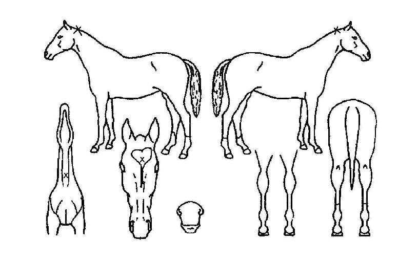 ŸÀÌ°ÅÆÝÄ¡ÀÇ Ãø¸é,¿ì¸é,µÞ¸é,µÎ»ó,´Ù¸®ÀÇ Æ¯Â¡µµÇØ