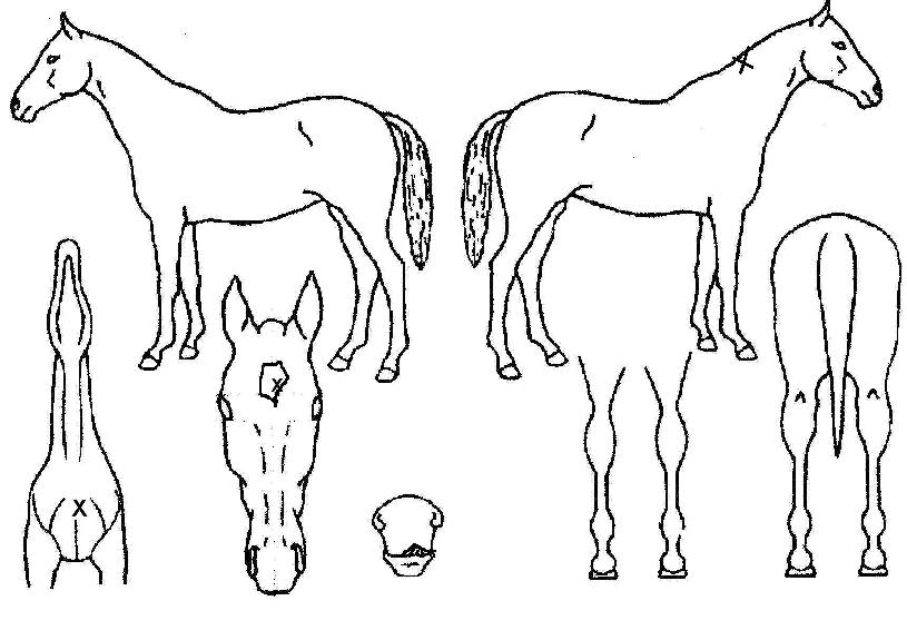 ½ºÄ®·¿¿ÀÇ϶óÀÇ Ãø¸é,¿ì¸é,µÞ¸é,µÎ»ó,´Ù¸®ÀÇ Æ¯Â¡µµÇØ