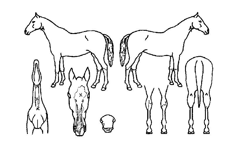 ½ºÇǵå¹éÀÚ¸¶ÀÇ Ãø¸é,¿ì¸é,µÞ¸é,µÎ»ó,´Ù¸®ÀÇ Æ¯Â¡µµÇØ