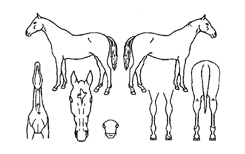 ¸ð´×ÇÏÀÌÃ÷ÀÇ Ãø¸é,¿ì¸é,µÞ¸é,µÎ»ó,´Ù¸®ÀÇ Æ¯Â¡µµÇØ