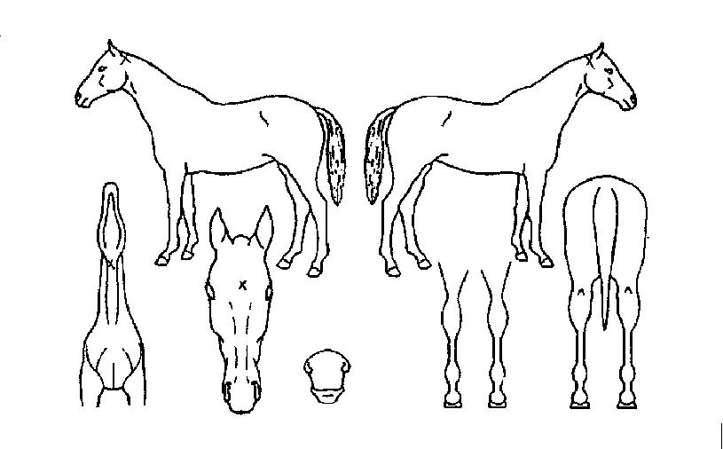 ºû³ª´Âº°ÀÚ¸¶ÀÇ Ãø¸é,¿ì¸é,µÞ¸é,µÎ»ó,´Ù¸®ÀÇ Æ¯Â¡µµÇØ