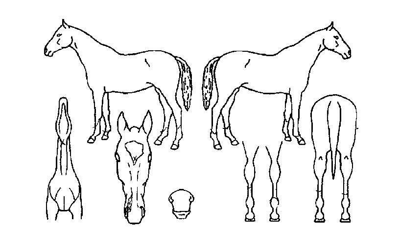 ¼ÒÇǾÆÀÇ Ãø¸é,¿ì¸é,µÞ¸é,µÎ»ó,´Ù¸®ÀÇ Æ¯Â¡µµÇØ