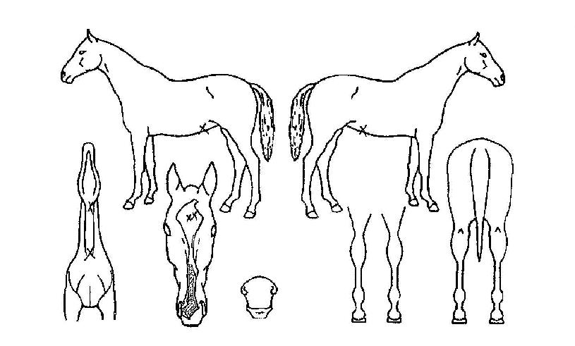 ¿©´ÜÀåÀÇ Ãø¸é,¿ì¸é,µÞ¸é,µÎ»ó,´Ù¸®ÀÇ Æ¯Â¡µµÇØ