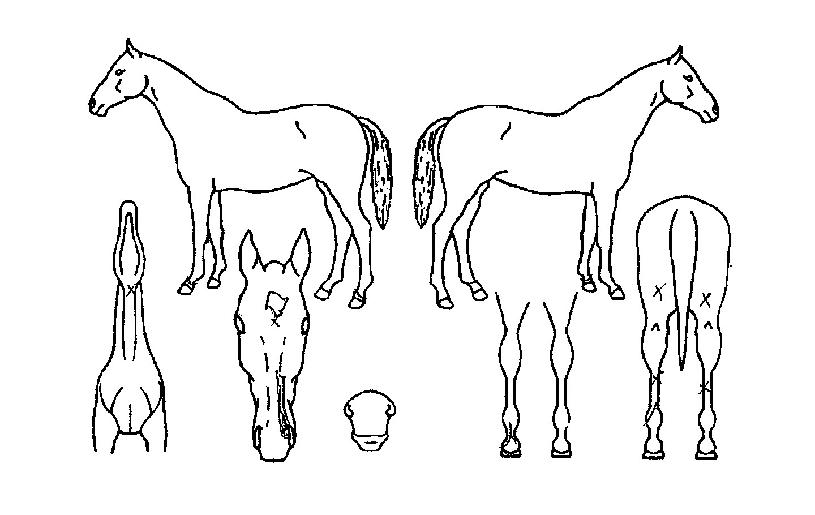 ´ÙÅ©°¡µð¾ðÀÇ Ãø¸é,¿ì¸é,µÞ¸é,µÎ»ó,´Ù¸®ÀÇ Æ¯Â¡µµÇØ