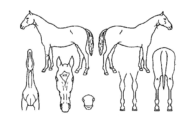 ¹Ù¶÷źÀÇ Ãø¸é,¿ì¸é,µÞ¸é,µÎ»ó,´Ù¸®ÀÇ Æ¯Â¡µµÇØ