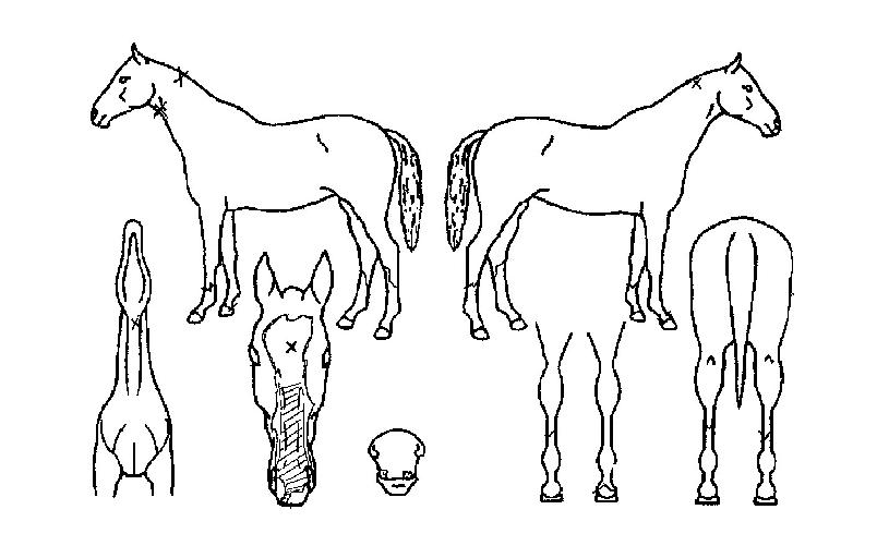 ¼ø°£ÀǼ±ÅÃÀÇ Ãø¸é,¿ì¸é,µÞ¸é,µÎ»ó,´Ù¸®ÀÇ Æ¯Â¡µµÇØ