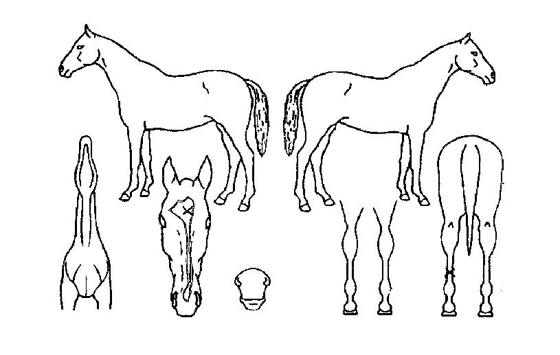 ÃÖ°º´±âÀÇ Ãø¸é,¿ì¸é,µÞ¸é,µÎ»ó,´Ù¸®ÀÇ Æ¯Â¡µµÇØ