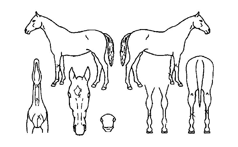 ÆÄÀε帲ÀÇ Ãø¸é,¿ì¸é,µÞ¸é,µÎ»ó,´Ù¸®ÀÇ Æ¯Â¡µµÇØ