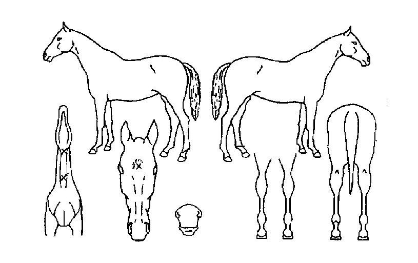 ¹Ì¶óŬĹÀÇ Ãø¸é,¿ì¸é,µÞ¸é,µÎ»ó,´Ù¸®ÀÇ Æ¯Â¡µµÇØ