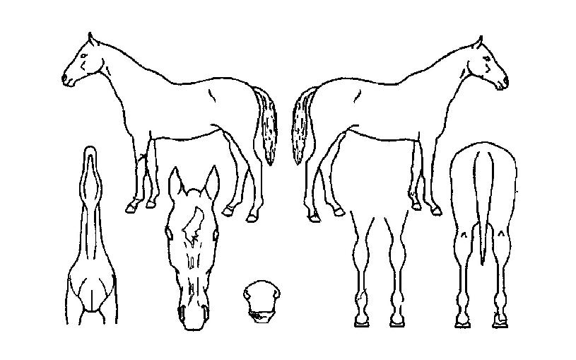 ´ë°á¿ÕÀÇ Ãø¸é,¿ì¸é,µÞ¸é,µÎ»ó,´Ù¸®ÀÇ Æ¯Â¡µµÇØ