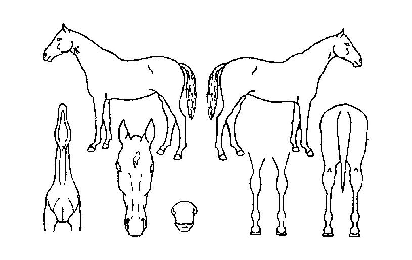 ¸Ó½ºÆ®À©ÀÇ Ãø¸é,¿ì¸é,µÞ¸é,µÎ»ó,´Ù¸®ÀÇ Æ¯Â¡µµÇØ