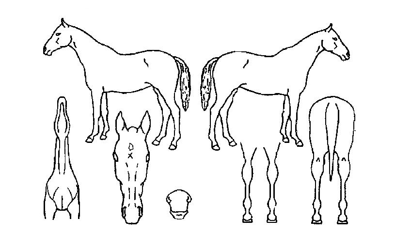 Ŭ¸°°øÁÖÀÇ Ãø¸é,¿ì¸é,µÞ¸é,µÎ»ó,´Ù¸®ÀÇ Æ¯Â¡µµÇØ