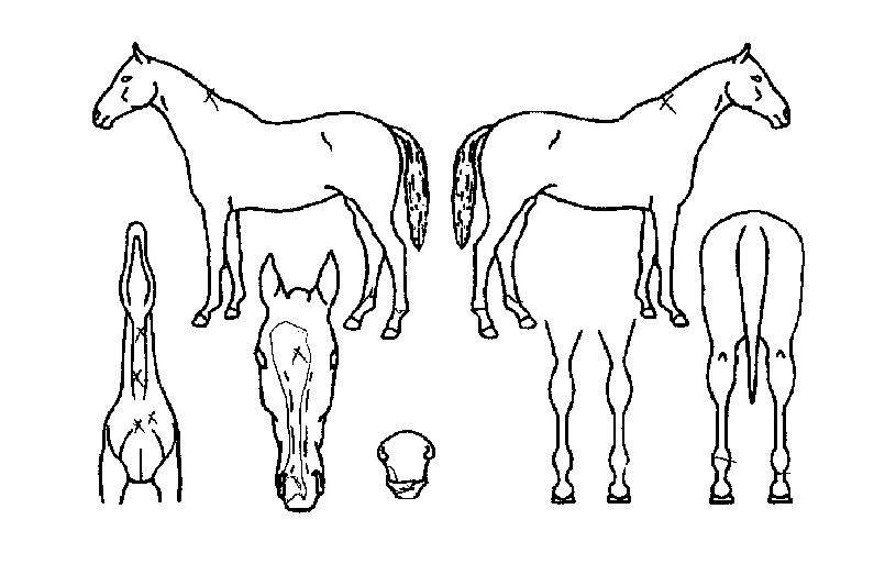 Àß³µ¾îÁ¤¸»ÀÇ Ãø¸é,¿ì¸é,µÞ¸é,µÎ»ó,´Ù¸®ÀÇ Æ¯Â¡µµÇØ