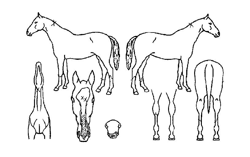 ³¶¶ûÀÇ Ãø¸é,¿ì¸é,µÞ¸é,µÎ»ó,´Ù¸®ÀÇ Æ¯Â¡µµÇØ