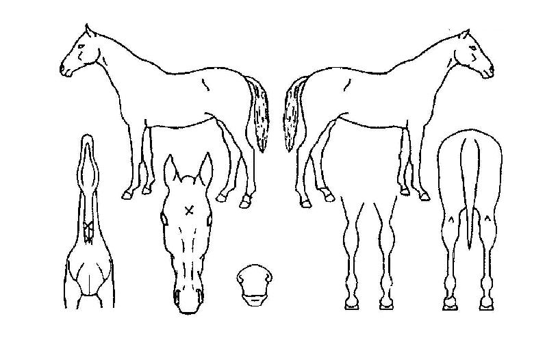 ¸ÓÄ¡¸ð¾îÀÇ Ãø¸é,¿ì¸é,µÞ¸é,µÎ»ó,´Ù¸®ÀÇ Æ¯Â¡µµÇØ