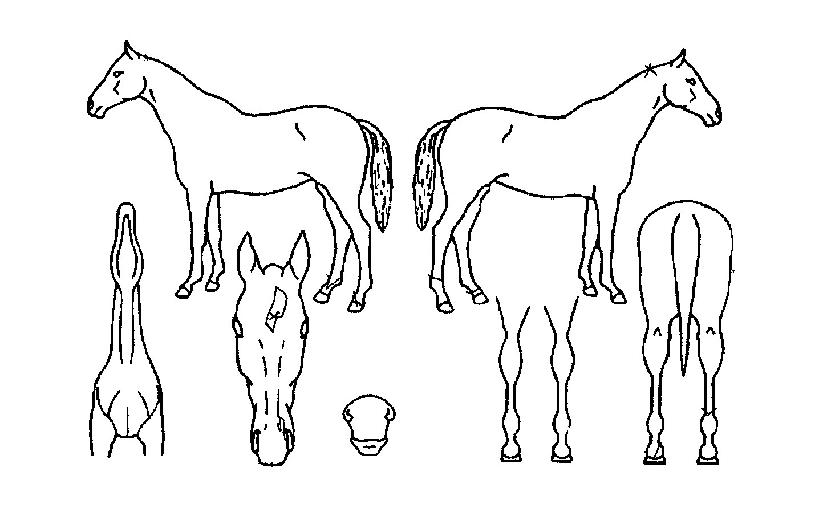 °ËdzÀÇ Ãø¸é,¿ì¸é,µÞ¸é,µÎ»ó,´Ù¸®ÀÇ Æ¯Â¡µµÇØ