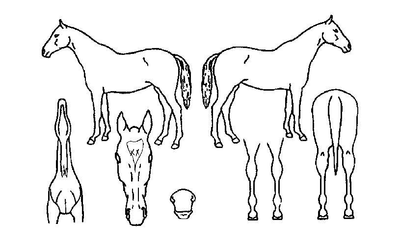 Èñ¸ÁÂù»çÀÇ Ãø¸é,¿ì¸é,µÞ¸é,µÎ»ó,´Ù¸®ÀÇ Æ¯Â¡µµÇØ