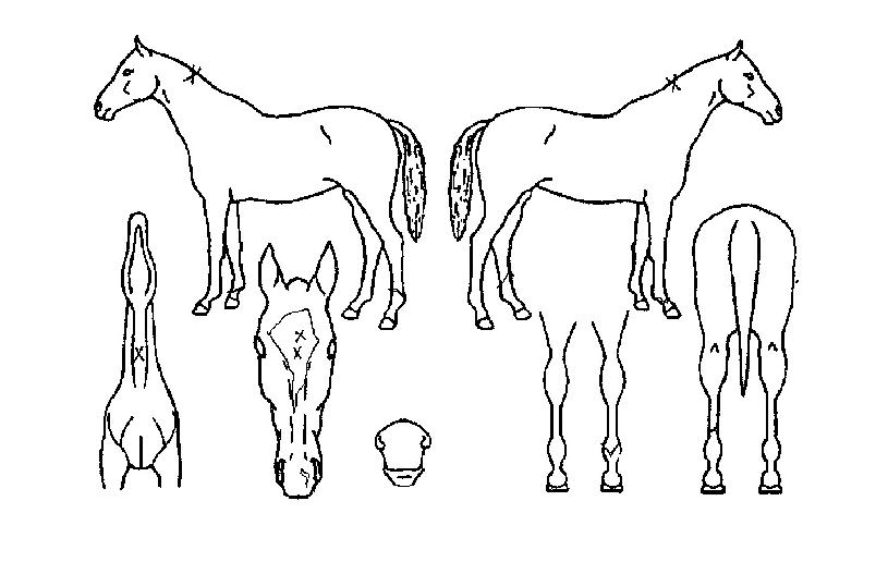 ºù°íÀÇ Ãø¸é,¿ì¸é,µÞ¸é,µÎ»ó,´Ù¸®ÀÇ Æ¯Â¡µµÇØ