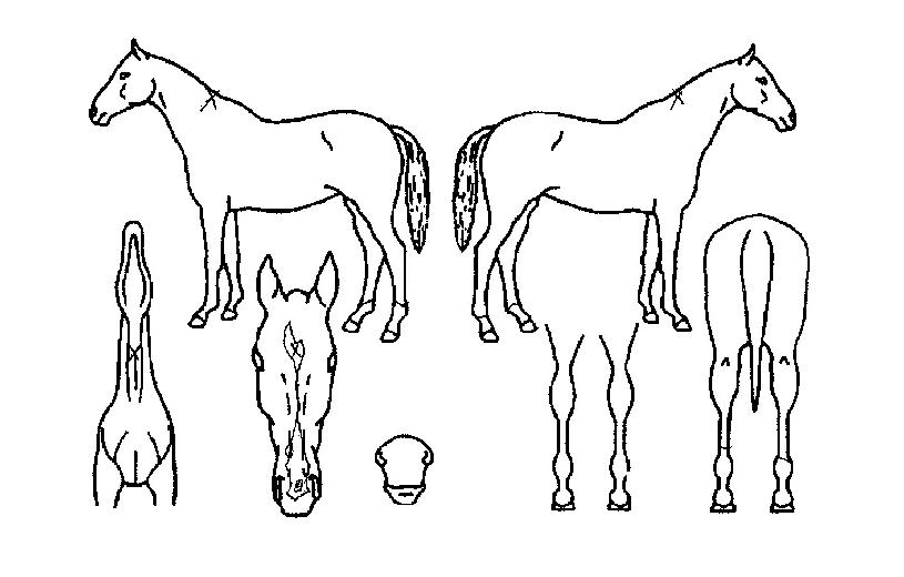 ÄÚ¸®¾ÆÆ®ÀÇ Ãø¸é,¿ì¸é,µÞ¸é,µÎ»ó,´Ù¸®ÀÇ Æ¯Â¡µµÇØ