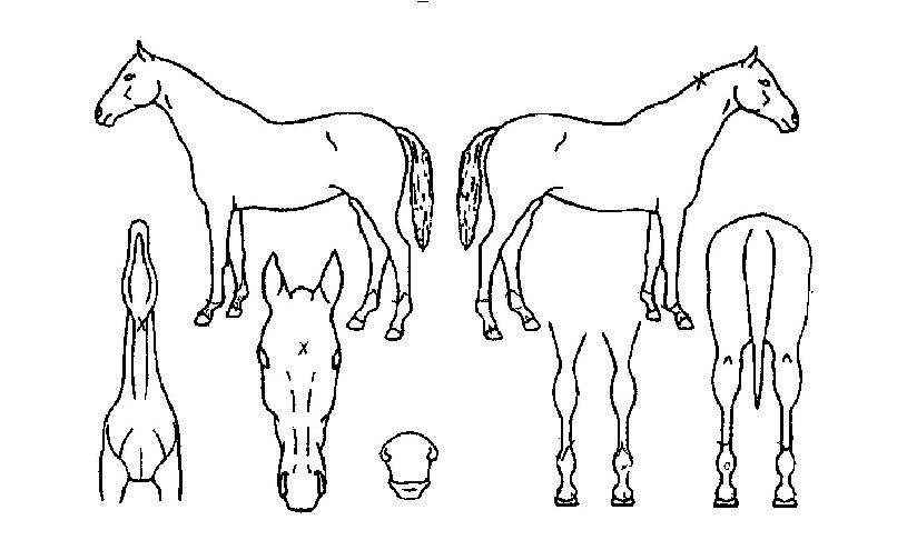 ĸÀοÃÀÇ Ãø¸é,¿ì¸é,µÞ¸é,µÎ»ó,´Ù¸®ÀÇ Æ¯Â¡µµÇØ