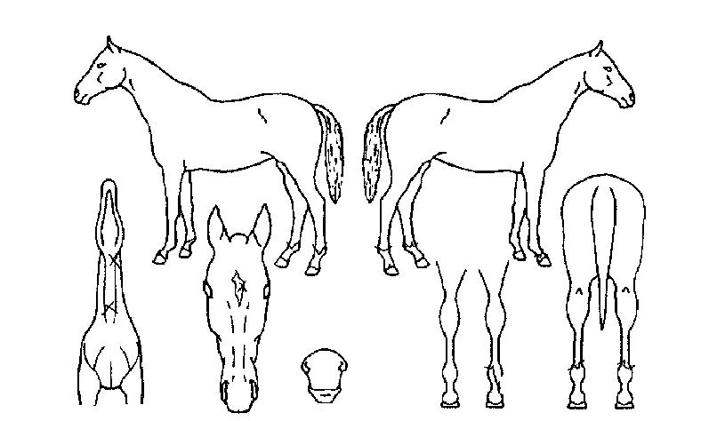 Á¦ÀÌ¿¡½º±º´ÜÀÇ Ãø¸é,¿ì¸é,µÞ¸é,µÎ»ó,´Ù¸®ÀÇ Æ¯Â¡µµÇØ