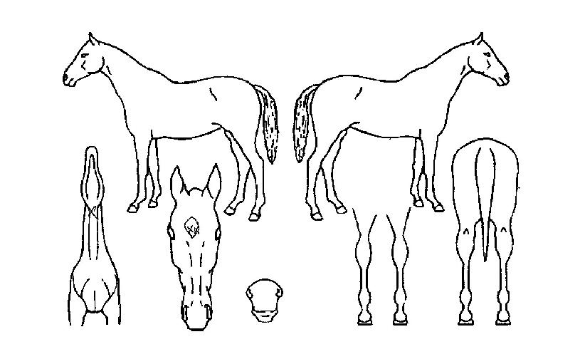 žçÀº°¡µæÈ÷ÀÚ¸¶ÀÇ Ãø¸é,¿ì¸é,µÞ¸é,µÎ»ó,´Ù¸®ÀÇ Æ¯Â¡µµÇØ