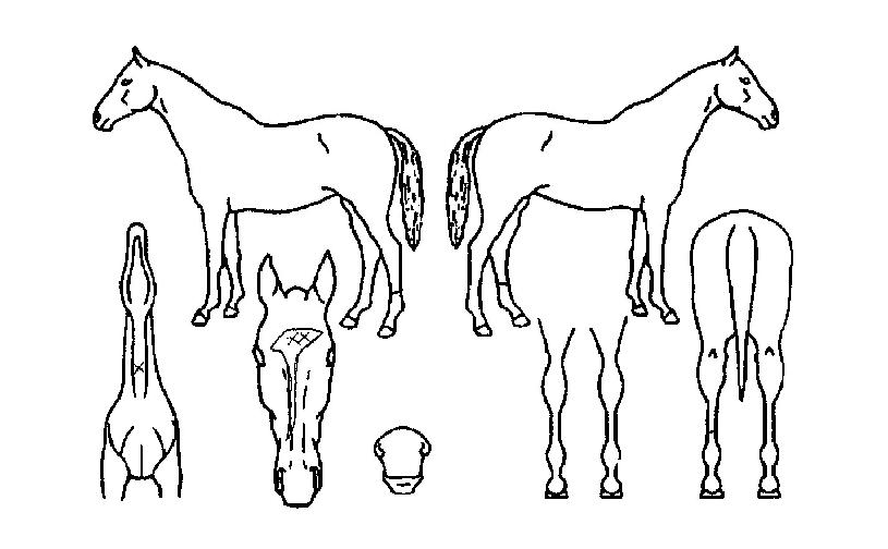 Ç»·¹ÀÚ·¹À̳ªÀÚ¸¶ÀÇ Ãø¸é,¿ì¸é,µÞ¸é,µÎ»ó,´Ù¸®ÀÇ Æ¯Â¡µµÇØ