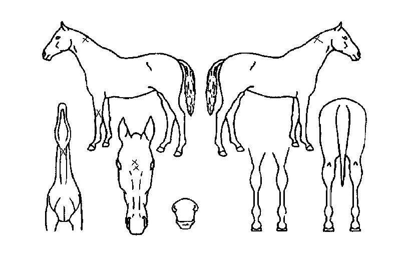 ¾öÁö°È£ÀÇ Ãø¸é,¿ì¸é,µÞ¸é,µÎ»ó,´Ù¸®ÀÇ Æ¯Â¡µµÇØ