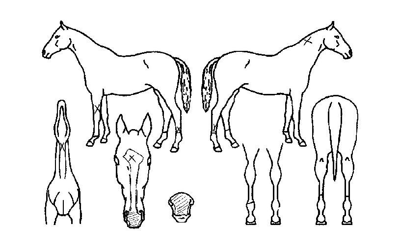 ºÎ°æ´ë·ÎÀÇ Ãø¸é,¿ì¸é,µÞ¸é,µÎ»ó,´Ù¸®ÀÇ Æ¯Â¡µµÇØ